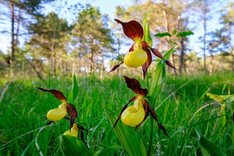 Yellow lady's slipper orchid