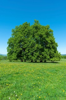 Linden trees