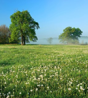 Meadow full of dandelions