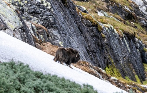 Musk ox