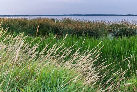 Shore landscape in the Filso nature reserve