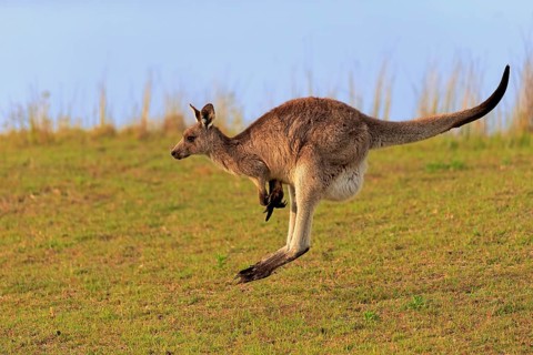 Eastern grey kangaroo