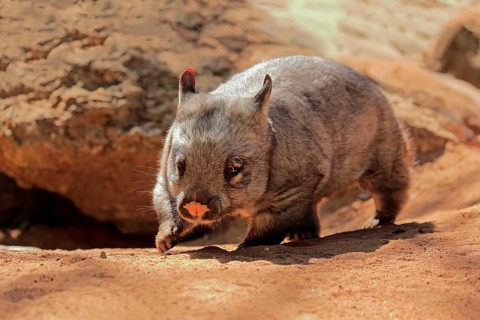 Southern hairy-nosed wombat