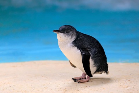 Little penguin