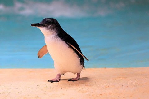 Little penguin