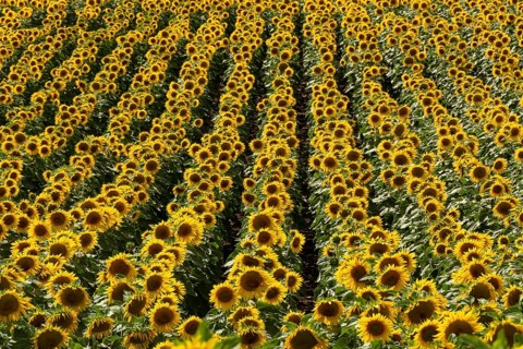 Field of sunflowers