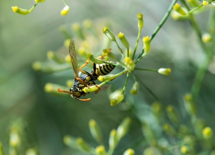 European paper wasp