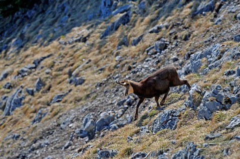 Alpine chamois