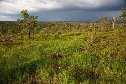 Slope bog in Riisitunturi National Park