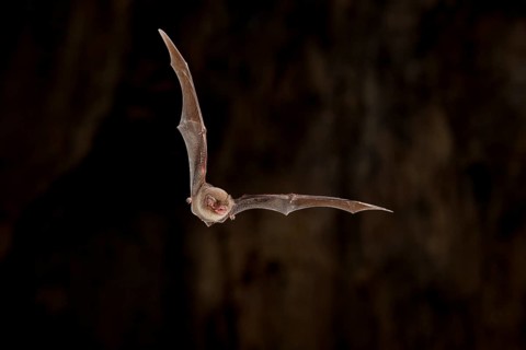 Common bent-wing bat