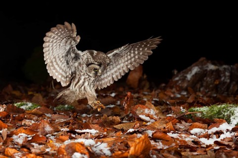 Tengmalm's owl