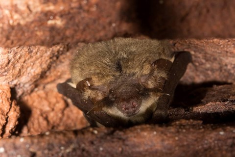 Grey long-eared bat