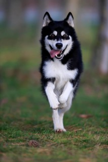 Alaskan Malamute