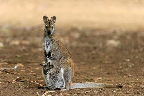 Red-necked wallaby