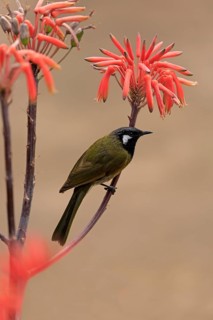 Black-throated Honeyeater