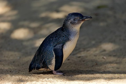 Little penguin