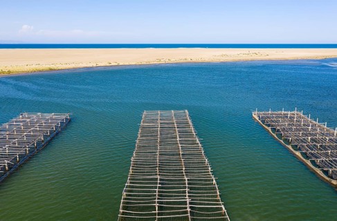 Mussel and oyster farming in the Bahia del Fangar