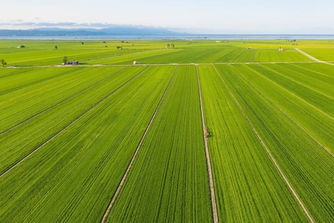 Rice fields