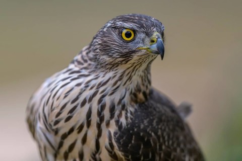 Northern goshawk
