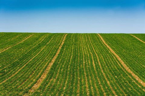Field of young corn sprouts