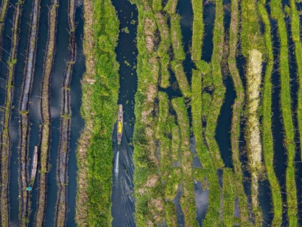 Aerial of the floating gardens