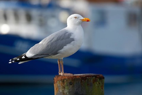 European herring gull