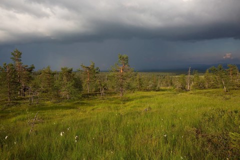 Slope bog in Riisitunturi National Park