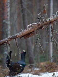 Western capercaillie