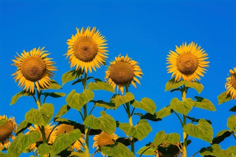A field of Sunflowers