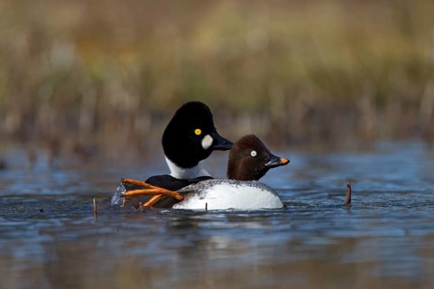 Common Common Goldeneye