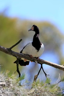 Magpie goose