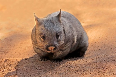 Southern hairy-nosed wombat