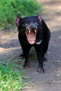 Tasmanian devil