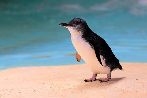 Little penguin