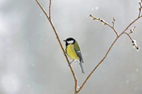 Great tit
