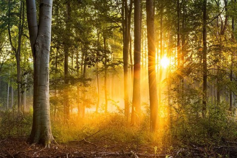 Mixed forest in the early morning