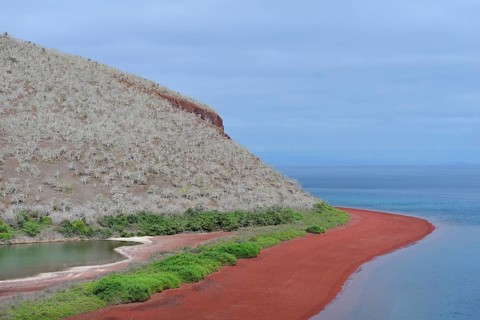 Red beach and sparse vegetation