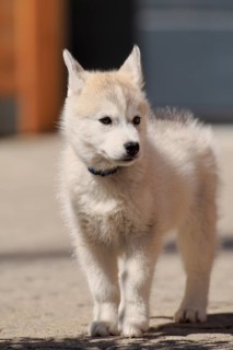 Siberian Husky puppy standing