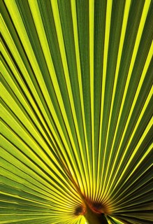 Leaf of a petticoat palm or Washington palm