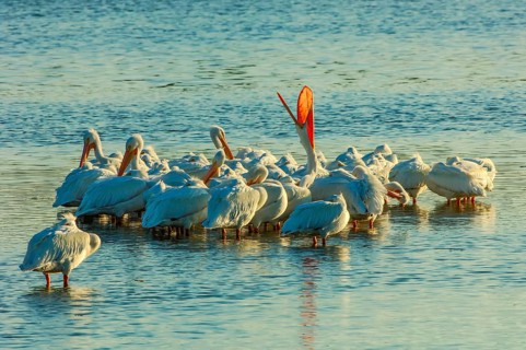 American white pelican