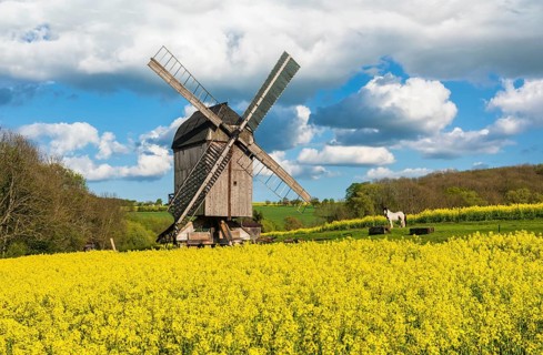Buck windmill in a rape field
