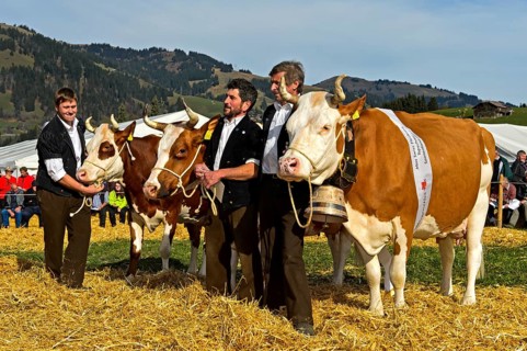 Simmental