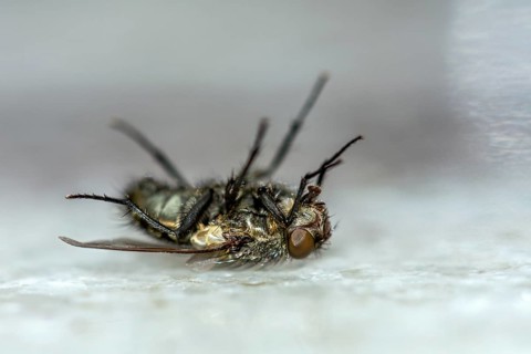 Dead house fly