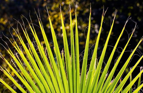 Leaf of a petticoat palm or Washington palm