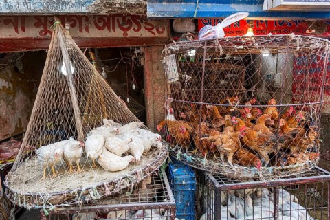 Chicken for sale