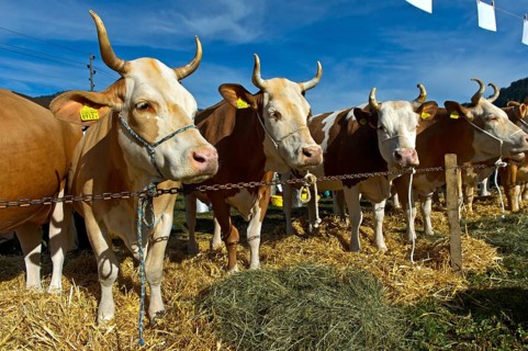 Simmental cows at a cattle show