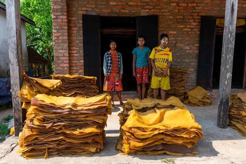 Local workers at a Rubber plantation near Myeik or Mergui