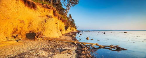 Uprooted tree on the cliff of the Baltic Sea in the evening light