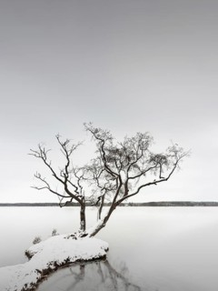A tree on a small island in the Scharmuetzelsee near Wendisch Rietz