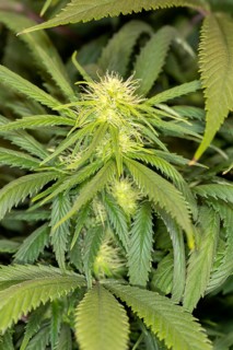 Inflorescence of a hemp plant